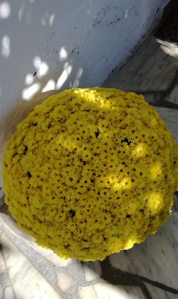 Chryzantémum míč skládačka