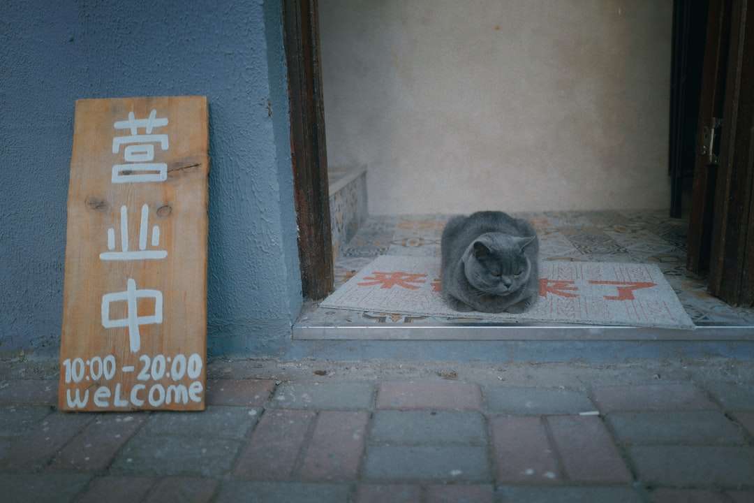 Czarny krótki pies na szarą betonowej podłodze puzzle online