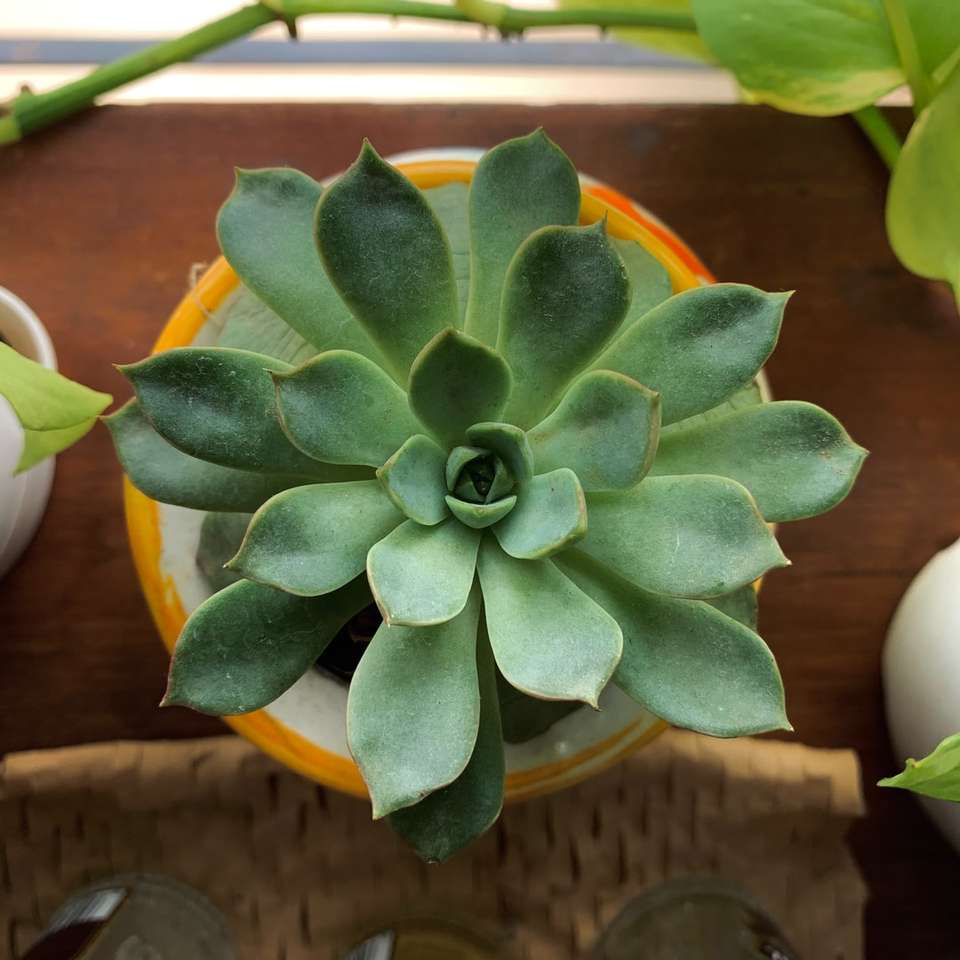 Groene succulente plant op bruine houten tafel puzzel