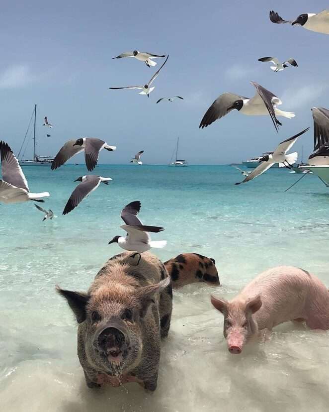 pływajace świnie na bahamach puzzle online