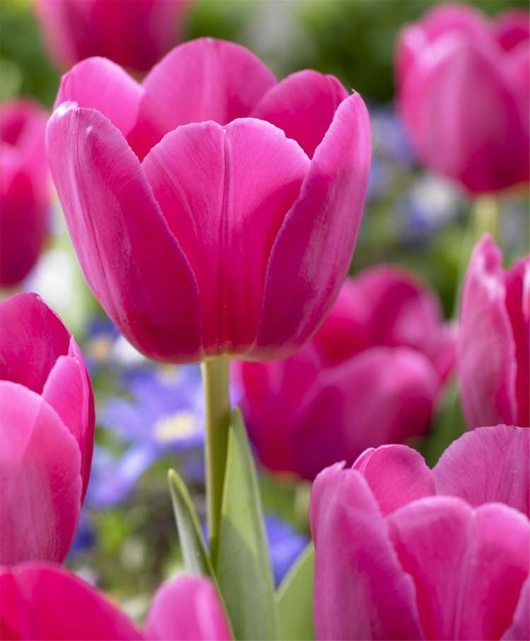 różowe tulipany puzzle online