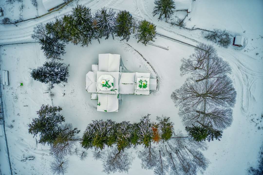 Zelené stromy pokryté sněhem online puzzle