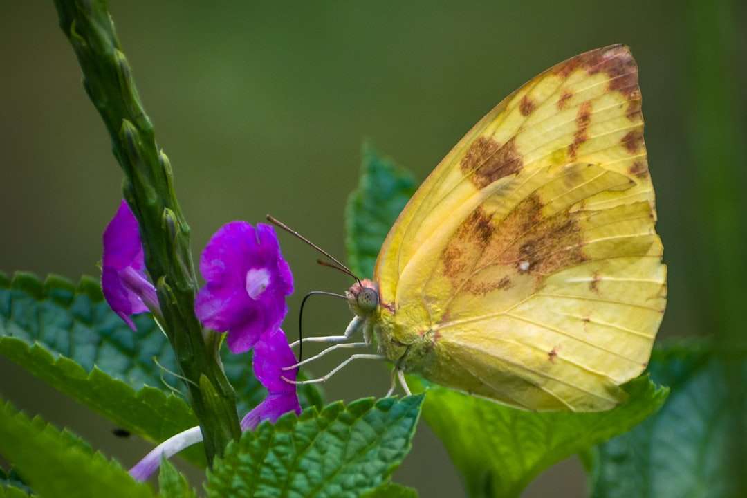 Żółty motyl siedzący na purpurowym kwiacie puzzle online