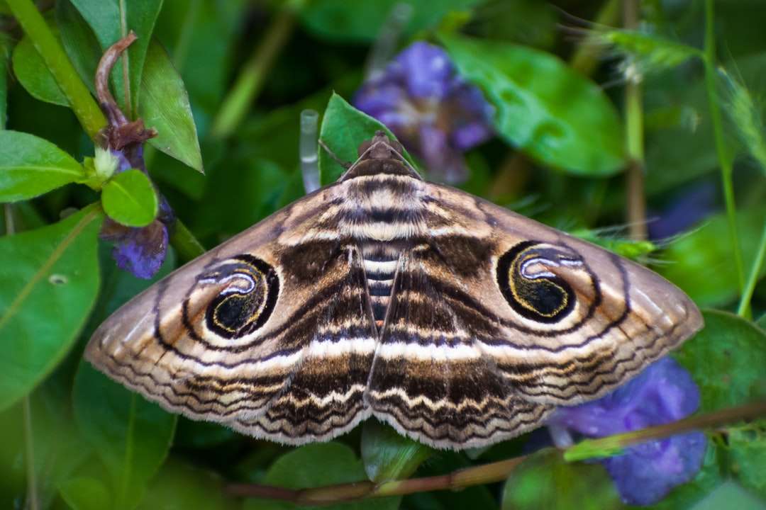 Czarno-biały motyl na zielonej roślinie puzzle online