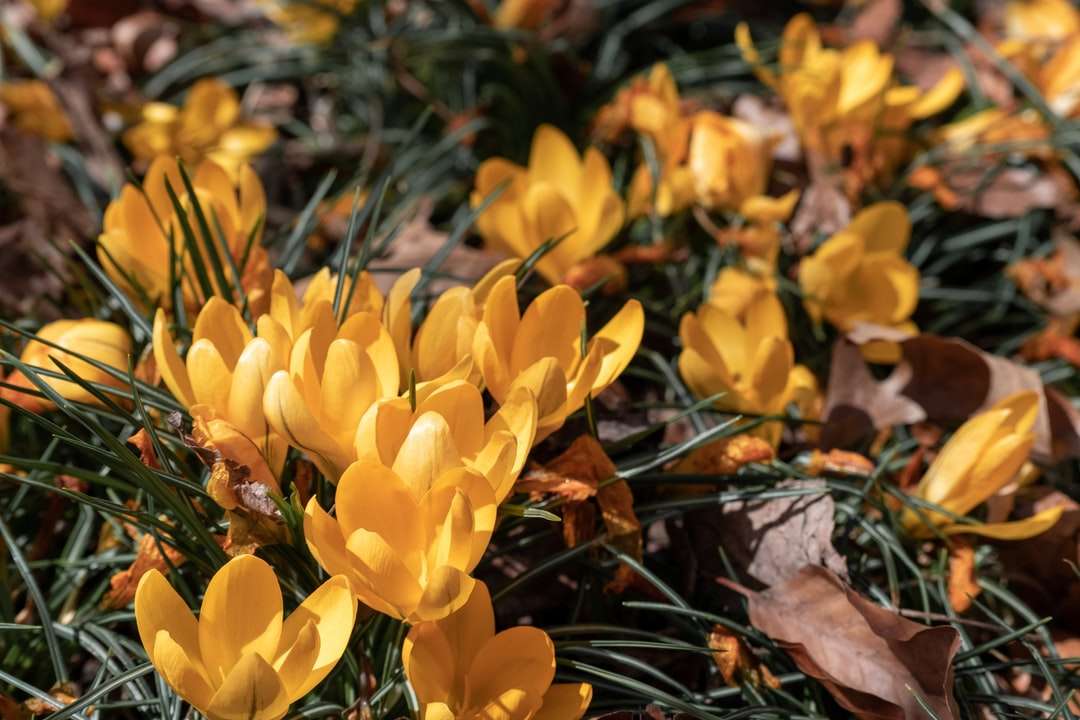 Żółte kwiaty na brązowych suszonych liściach puzzle online