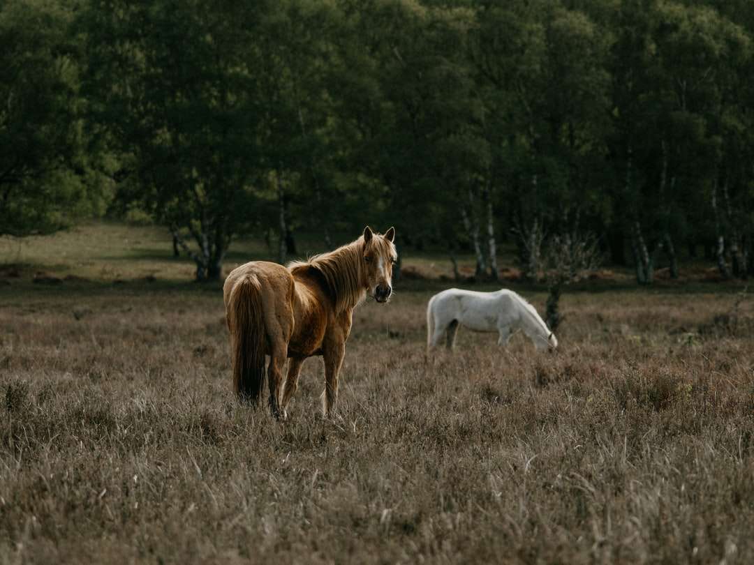 Brązowy koń i biały koń na polu brown trawy puzzle online