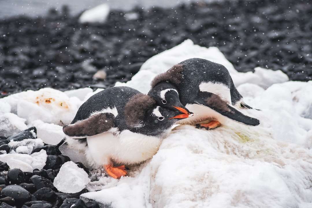 Trzy pingwiny na śniegu pokryte ziemią w ciągu dnia puzzle online