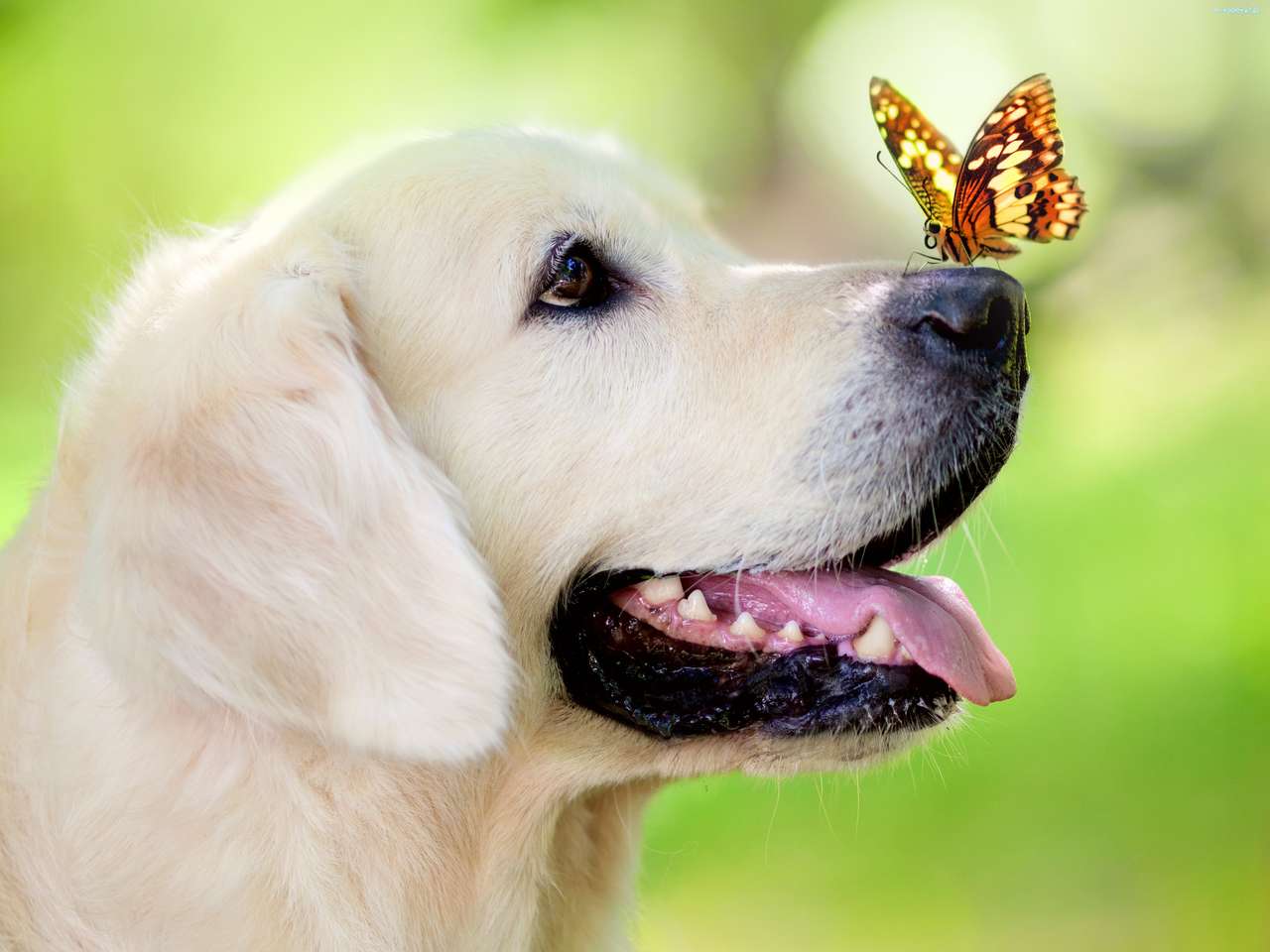pies z motylkiem puzzle online