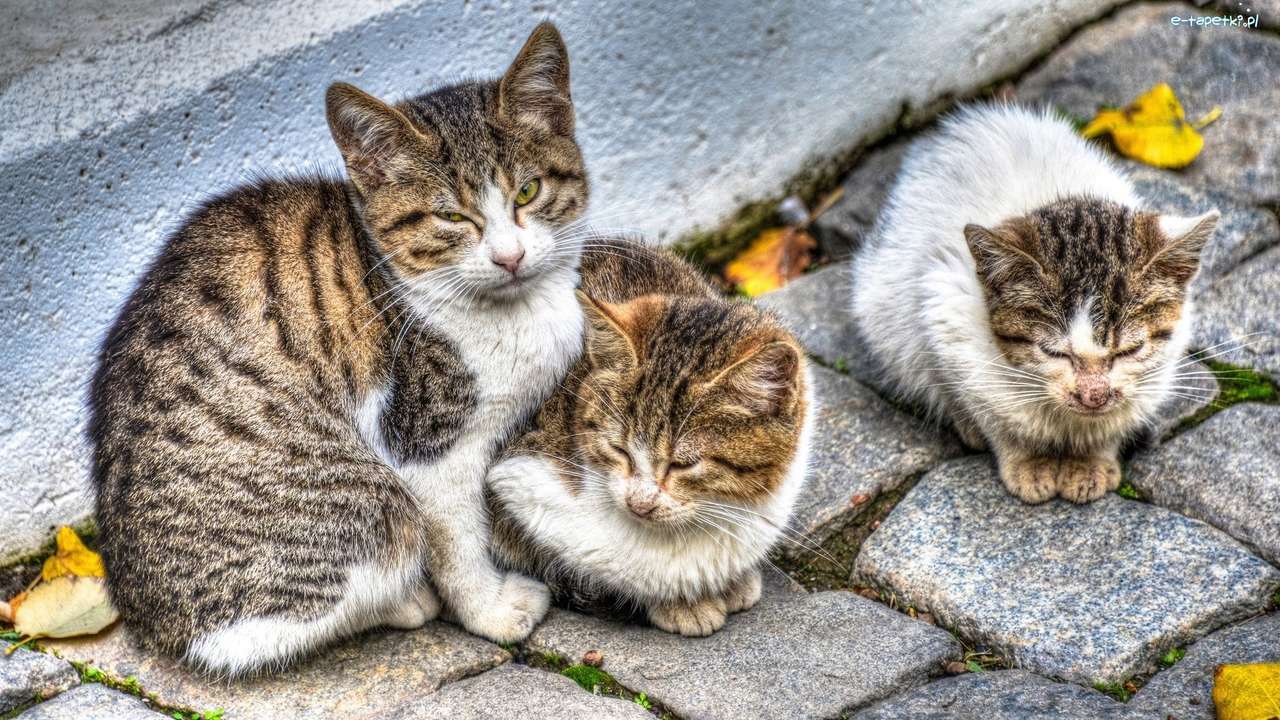 trzy kotki puzzle online
