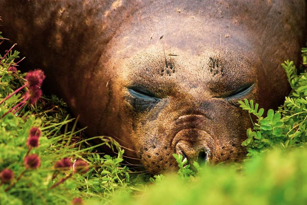 Brown foka leżący na zielonej trawie w ciągu dnia puzzle online