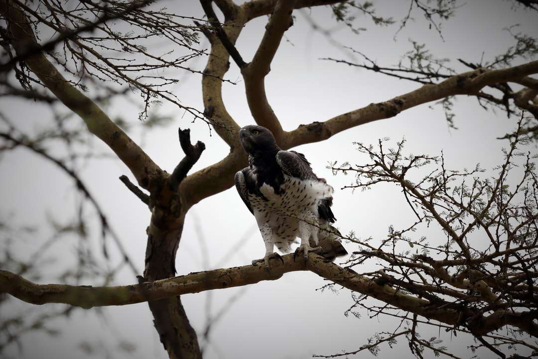 Czarny i biały ptak na brown drzewo gałąź podczas dnia puzzle online