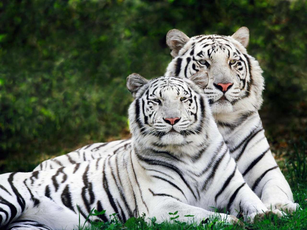 Biały tygrys puzzle online