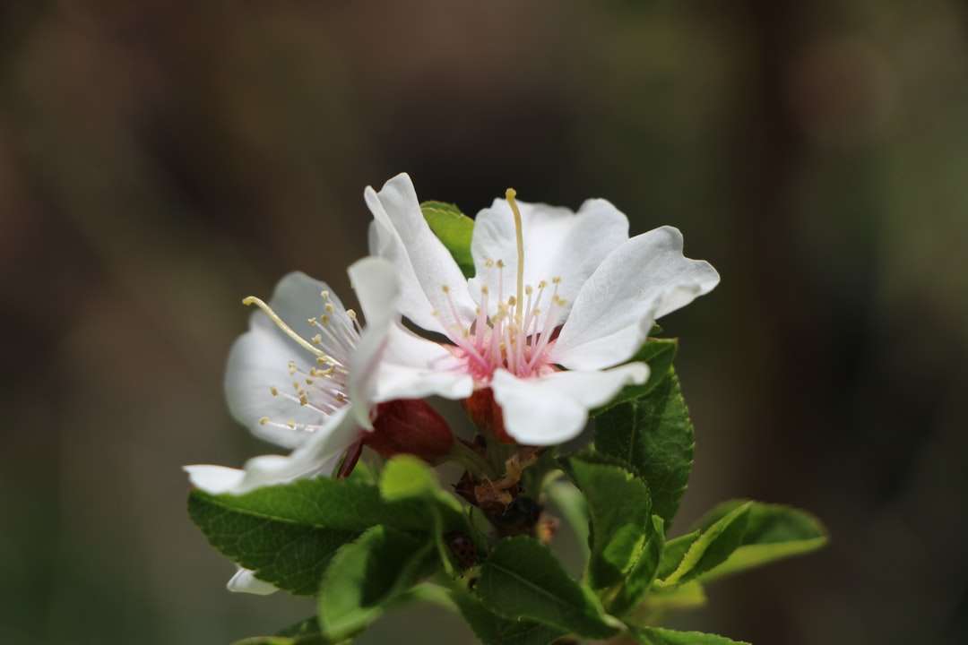Biały kwiat z zielonymi liśćmi puzzle online