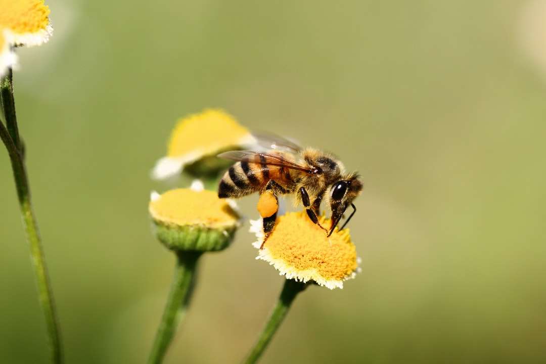 Pszczoła miodna siedząca na żółtym kwiacie w zbliżeniu fotografii puzzle online