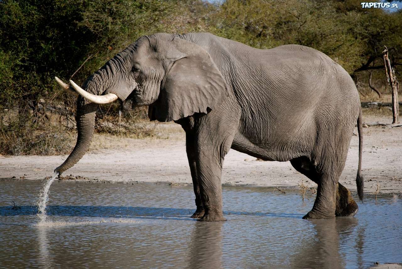 Co robi słoń? puzzle online