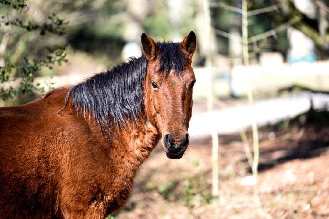 Brązowy koń na brązowym polu w ciągu dnia puzzle online