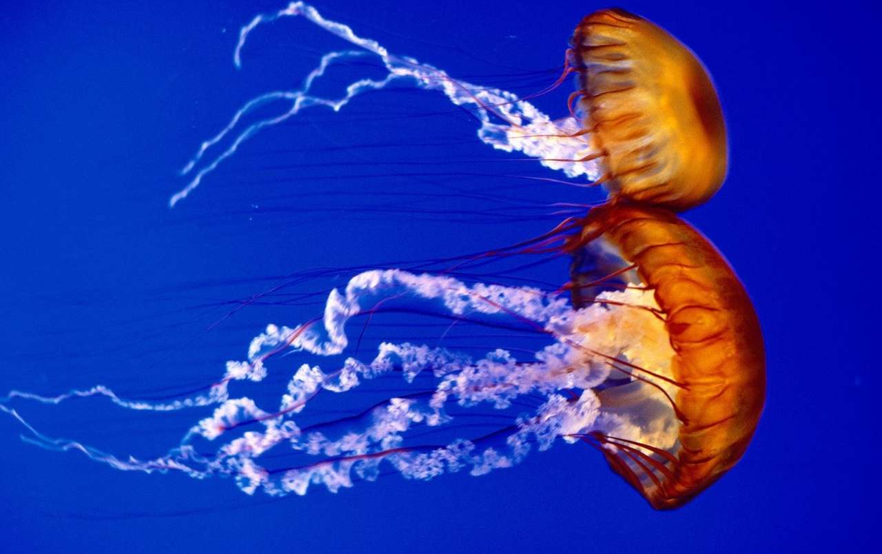Świat łodzi podwodnej: Jellyfish puzzle online