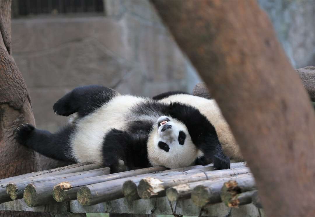 Biała i czarna panda na gałęzi brown drzewa puzzle online