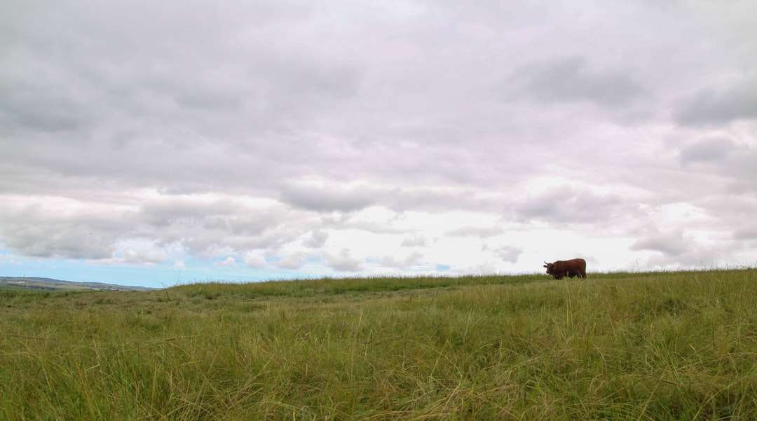 Brązowa krowa na zielonej trawie polu pod białymi chmurami puzzle online