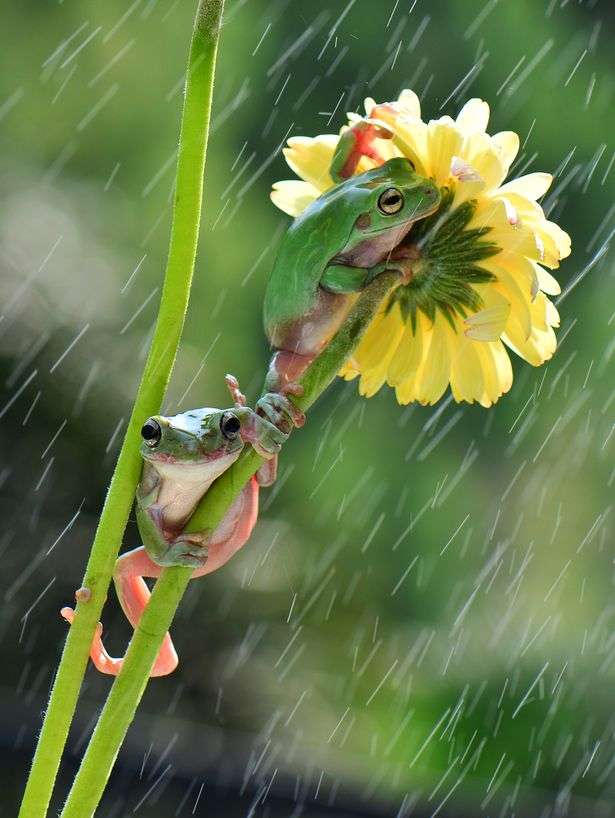 Dwa drzewo żaby na kwiatku w deszczu puzzle online
