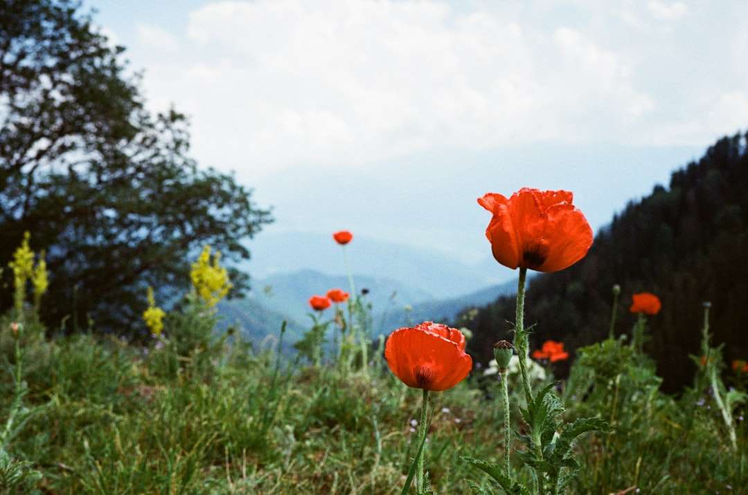 Czerwony kwiat w środku zielonej trawy pola puzzle online