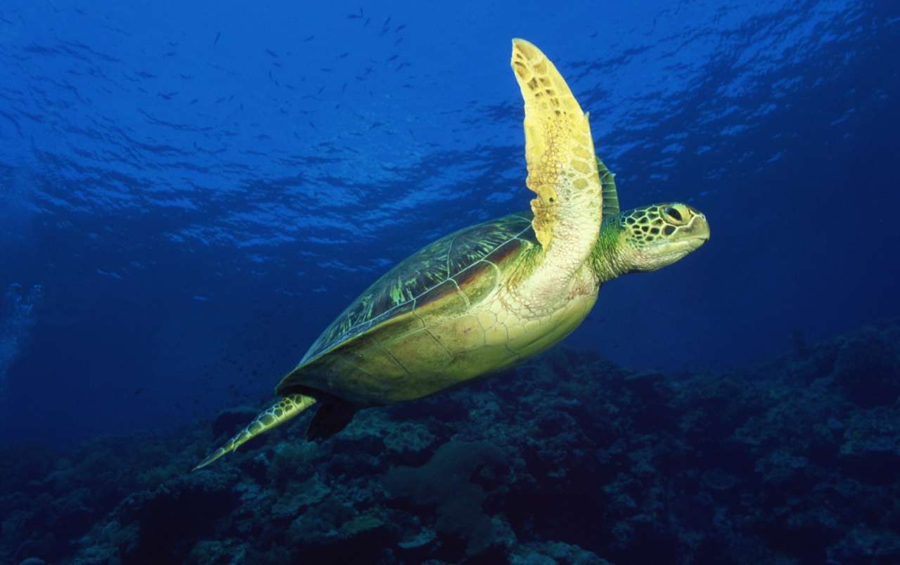Świat łodzi podwodnej: żółw morski puzzle online