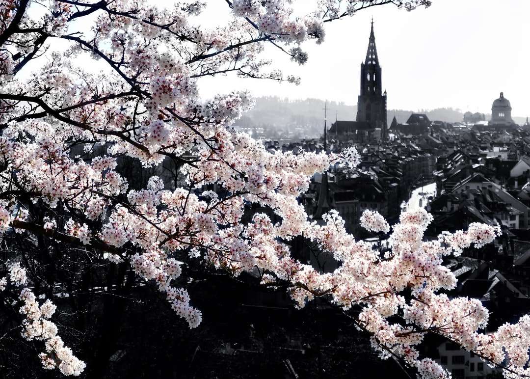 Biały wiśniowy drzewo kwitnąć w pobliżu budynków miasta w ciągu dnia puzzle online