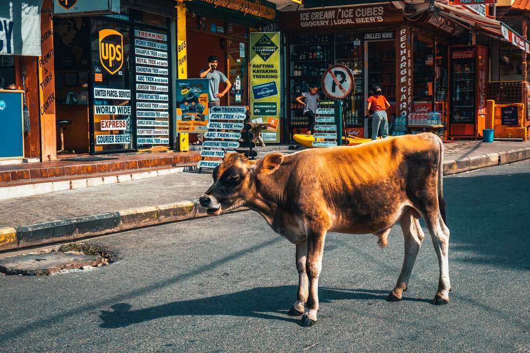 Brązowa krowa na szarej drogi asfaltowej w ciągu dnia puzzle online