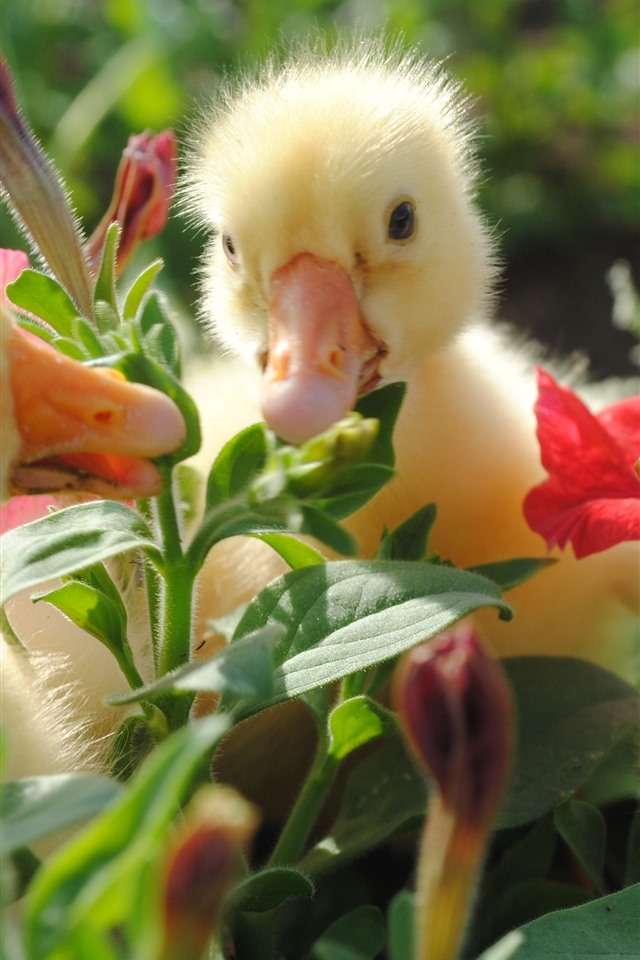 kurczak i kwiatki puzzle online