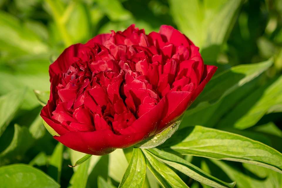 Degradine kwiat piwonii puzzle online