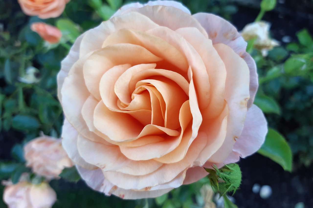 olbrzymi kwiat róży puzzle online