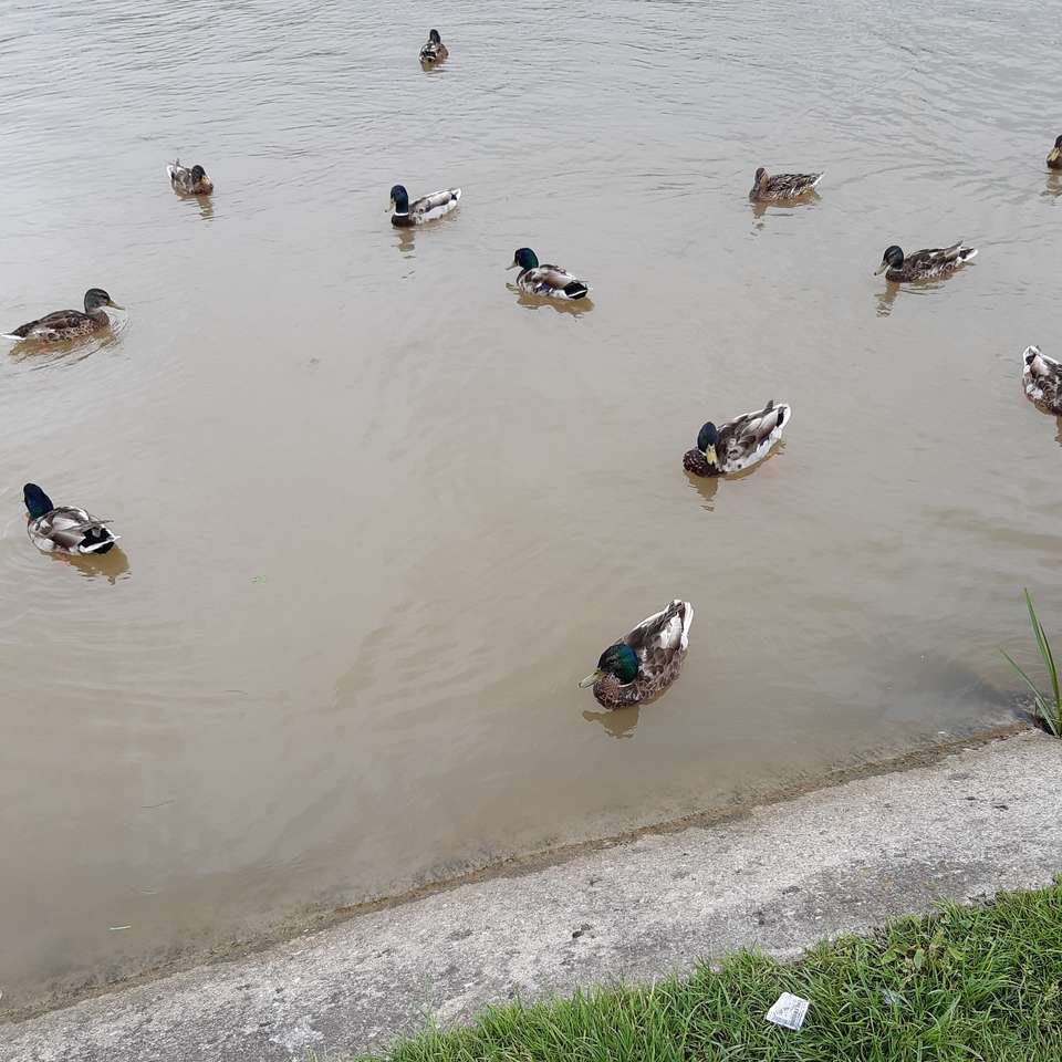 Eine Herde von Enten auf dem Wasser Online-Puzzle