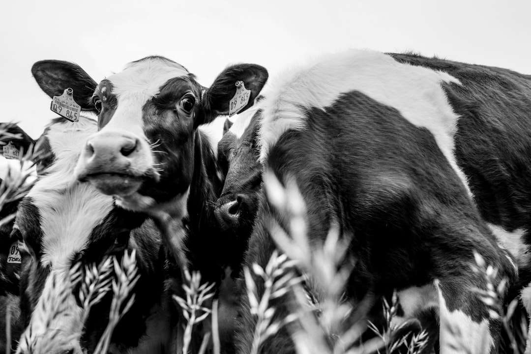 Skala szarości fotografia krowa na polu trawy puzzle online