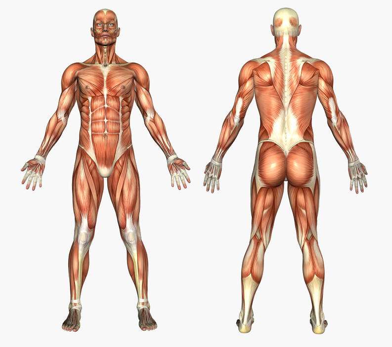 The muscles of the human body puzzle
