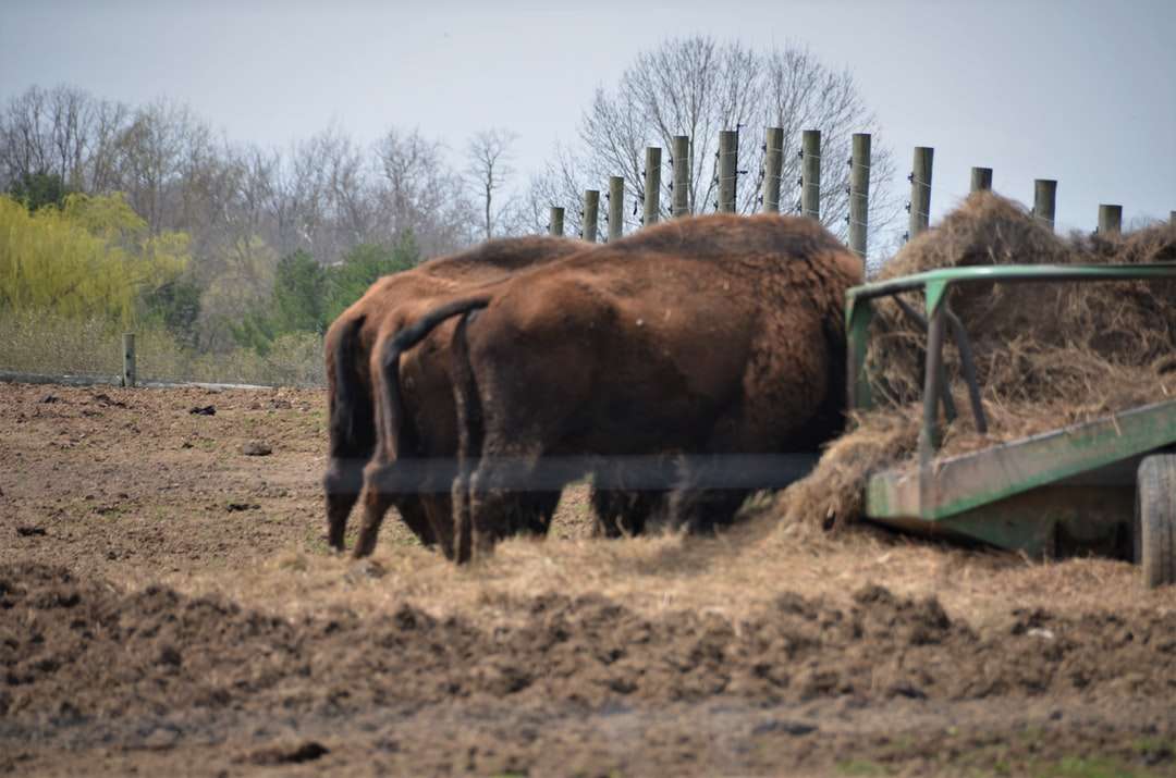 Brązowa krowa na brązowym polu trawy w ciągu dnia puzzle online
