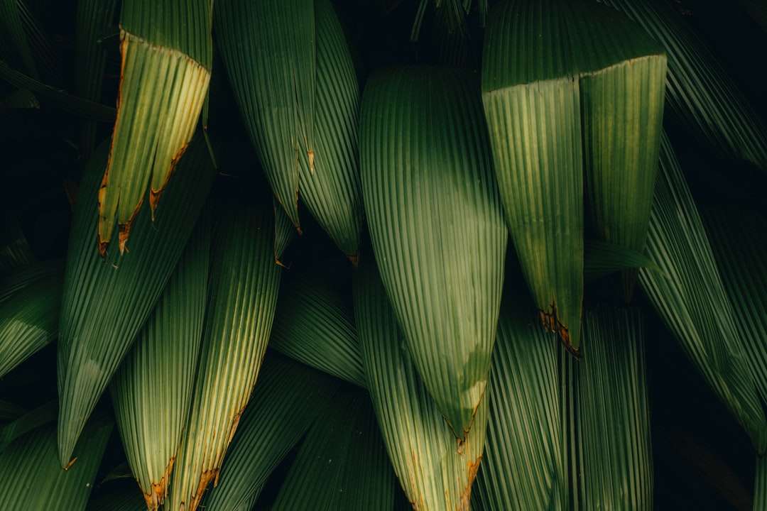 Zielone bananowe liście w bliska fotografii puzzle online