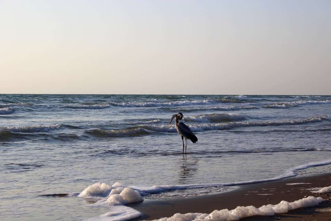 Czarno-biały ptak na brzegu plaży w ciągu dnia puzzle online