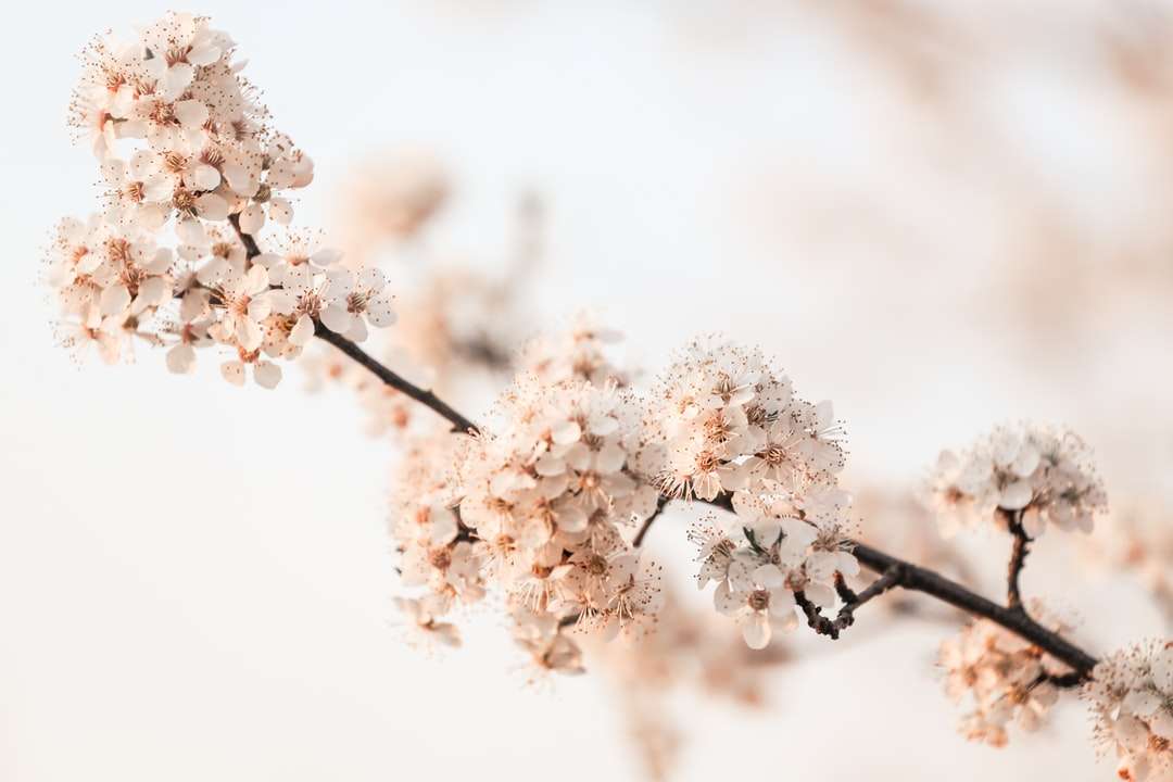 Biały kwiat wiśni w zbliżeniu fotografii puzzle online