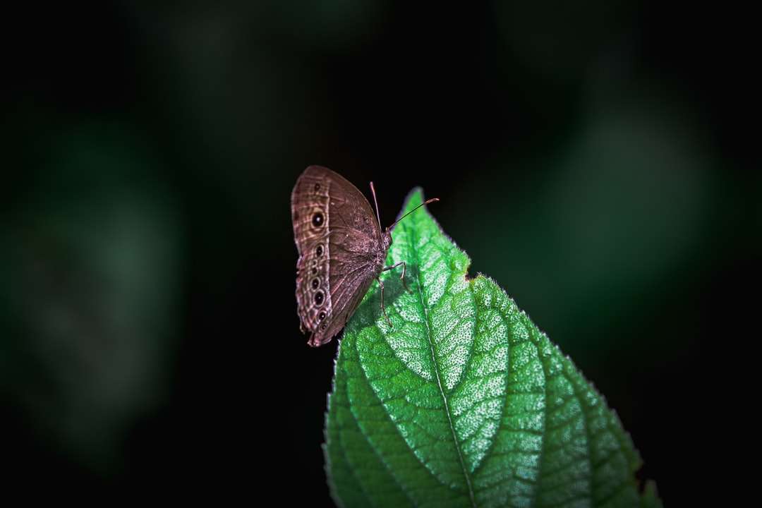 Brązowy motyl na zielonym liściu puzzle online