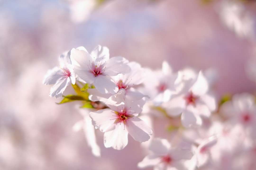 Biały i różowy kwiat wiśni w zbliżeniu fotografii puzzle online