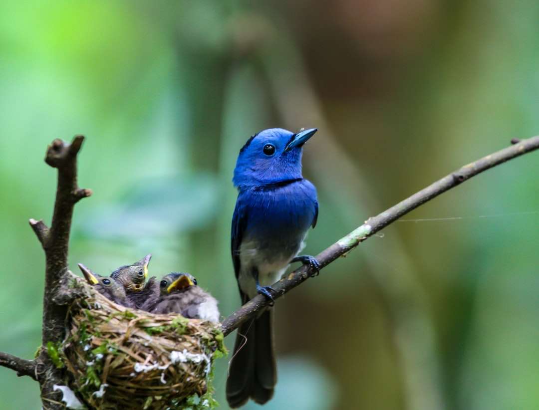Niebieski ptak na brązowym gnieździe puzzle online