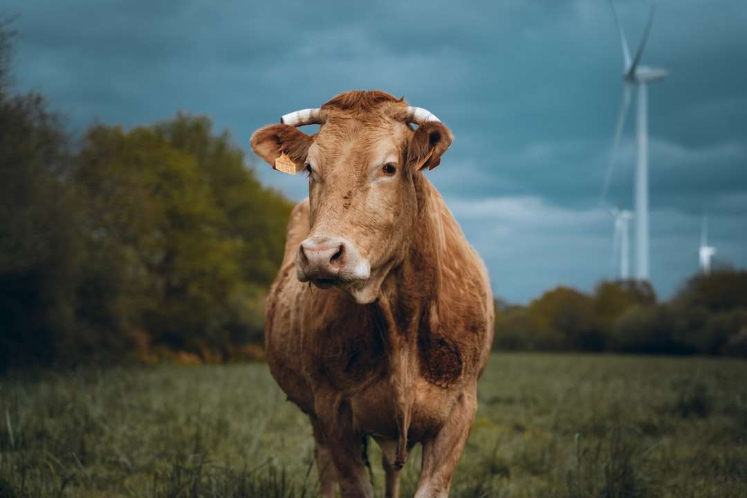 Brown krowa na zielonej trawy polu pod błękitnym niebem podczas dnia puzzle online
