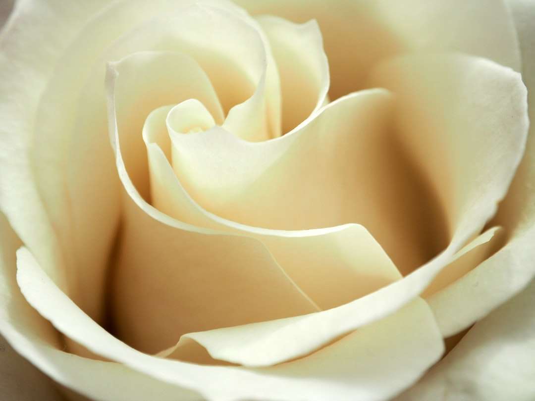 Biała róża w z bliska fotografii puzzle online