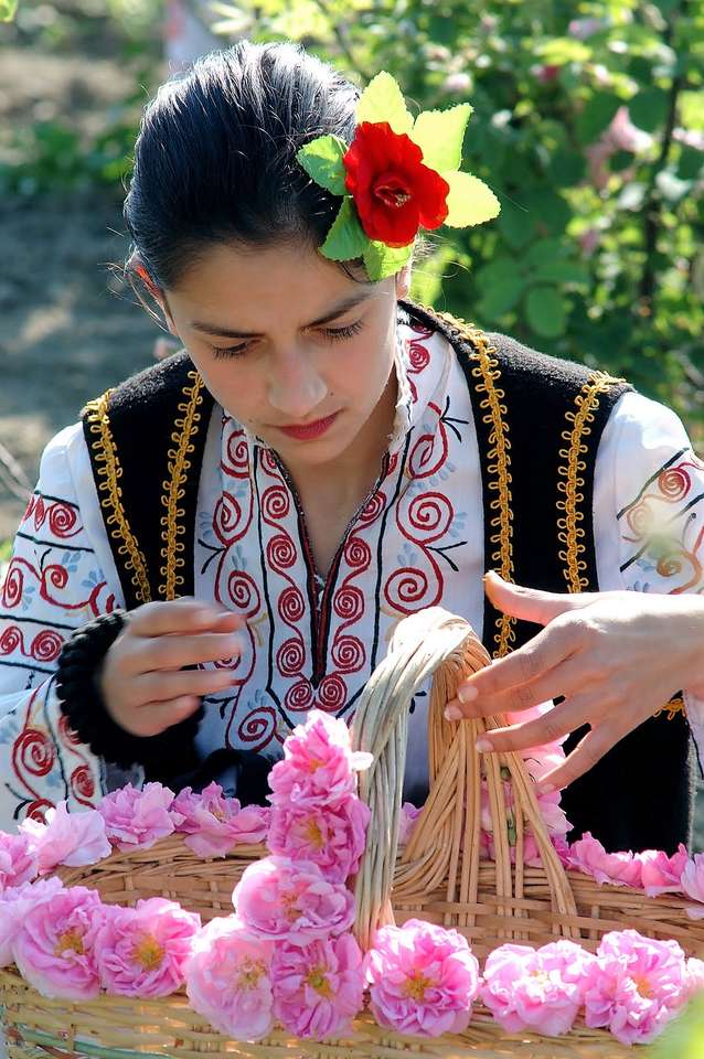 Údolí růží Rose Sklizeň v Bulharsku puzzle