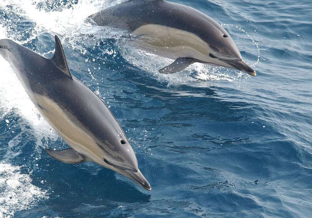 delfiny w  Nowej Zelandi puzzle online