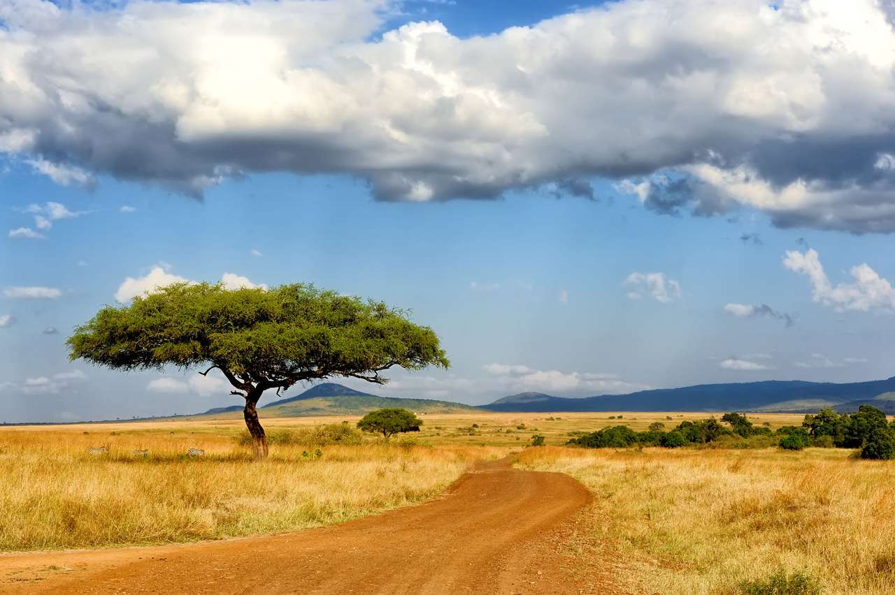Drzewo w Afryce puzzle online