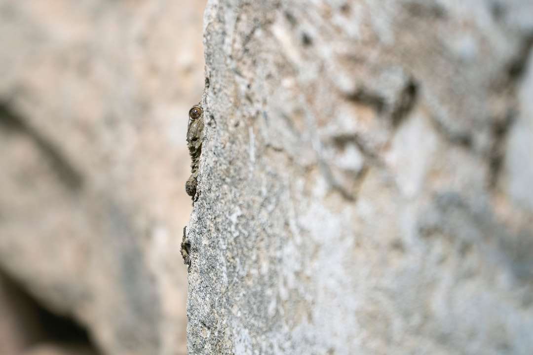 Brązowy i czarny owad na szarym betonowej ścianie puzzle online