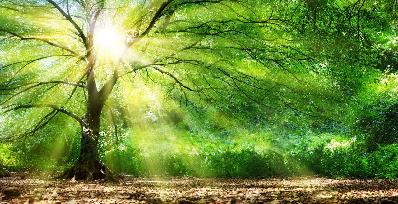Słońce a drzewem puzzle online