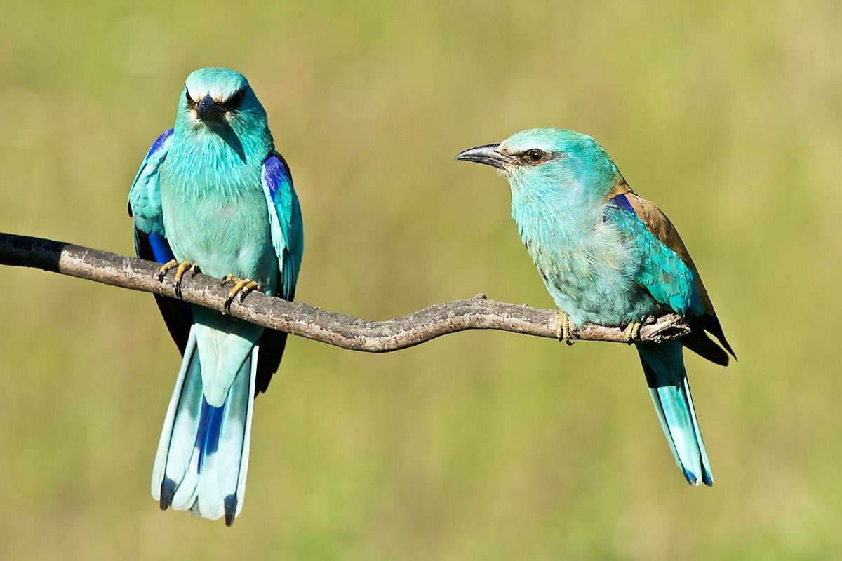 Świat ptaków w Bułgarii puzzle online