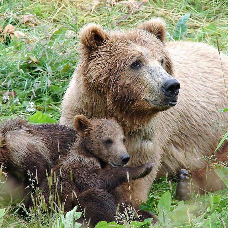 Niedźwiedź rodziny w Bułgarii puzzle online